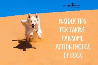 Puppy Tales Photography: Tips for Taking Pawsome Action Photos of Dogs