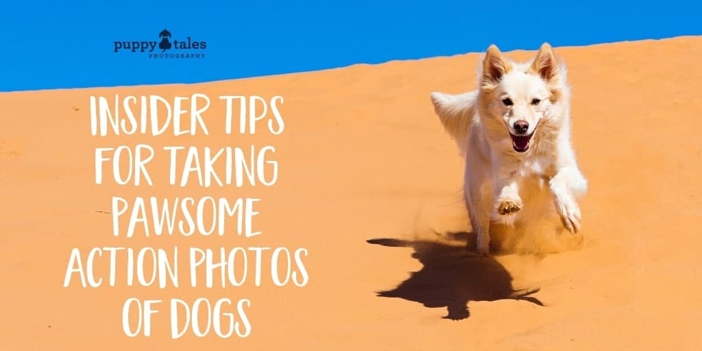 Insider Tips for Taking Pawsome Action Photos of Dogs Title