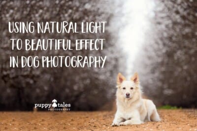 Puppy Tales Photography: Natural Light in Dog Photography