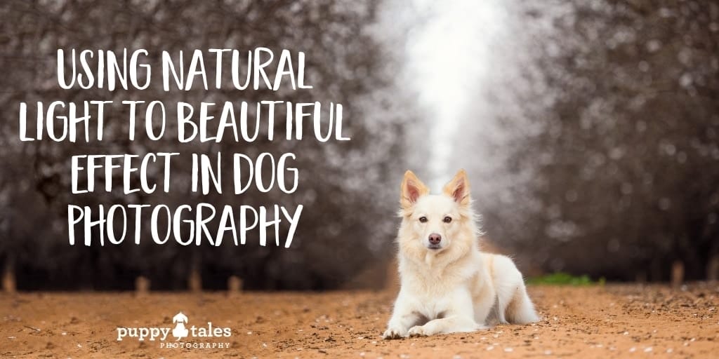 Puppy Tales Photography: Natural Light Dog Photography