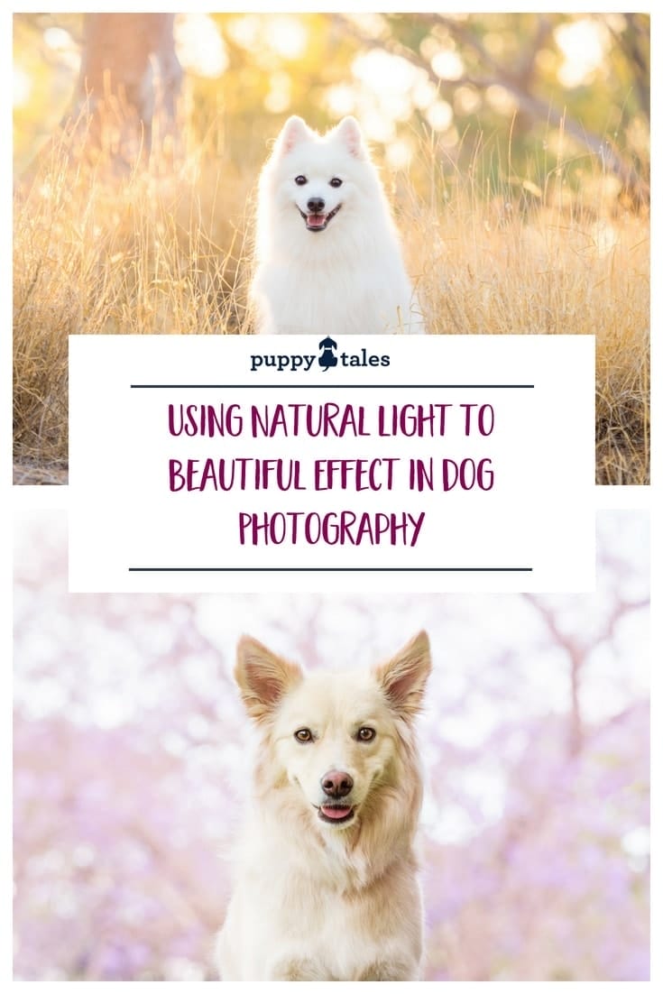 do dogs need natural light