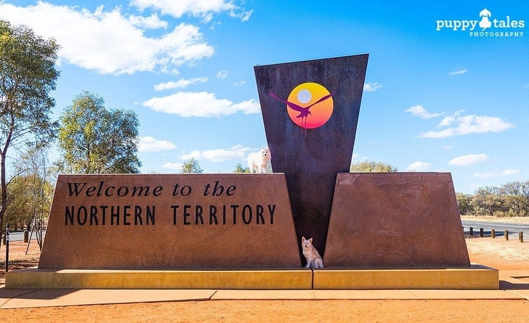 a Border Collie dog sitting in front of Northern Territory welcome sign