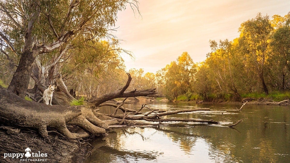 a dog standing at the tops of a tree lying on the river bank