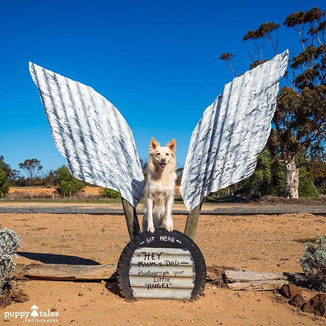 a Border Collie dog posing for the camera with angel wings props