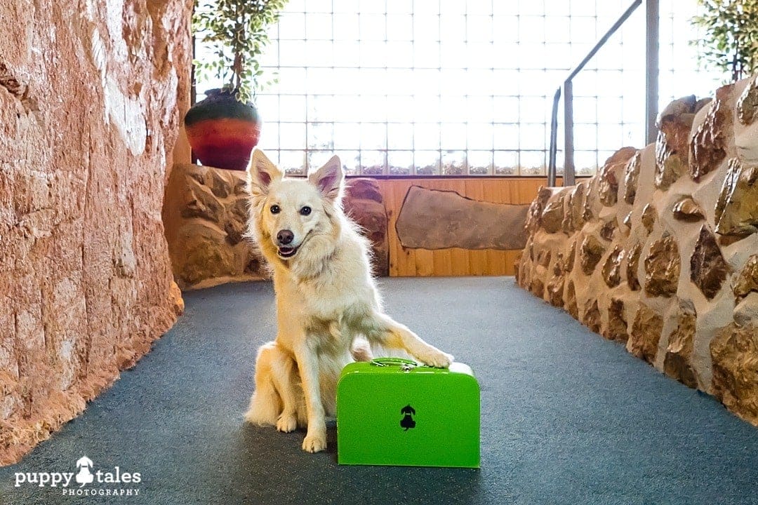 Border Collie dog with a green travel case