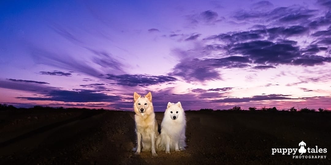 Two dogs photographed at sunset in Coober Pedy, South Australia