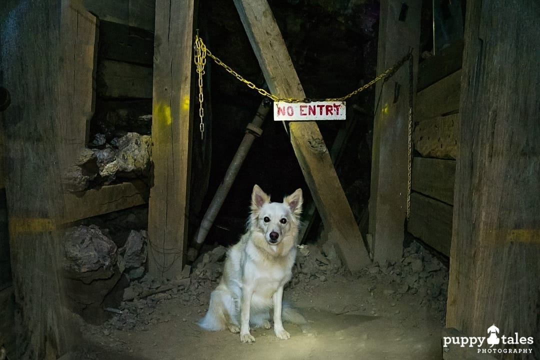 a Border Collie dog sitting in front of no entry sign