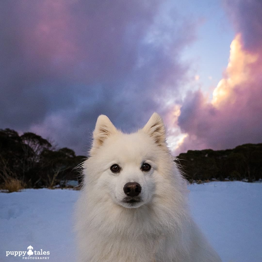 Dog photographed at the snow in the Victorian Alps