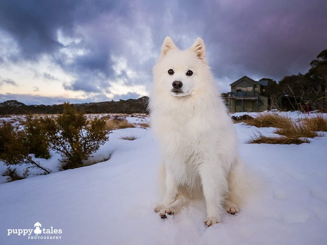 Japanese Spitz dog at the snow