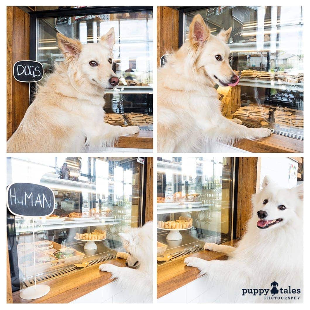 photo collage of dogs posing in front of dog treats displayed in a bakery refrigerator