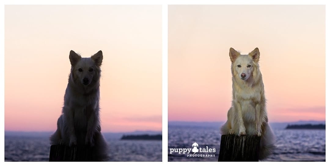 photographing a dog at sunrise without and with flash