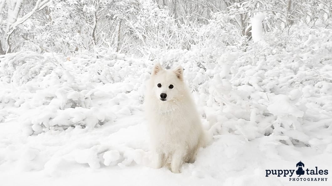 a white Japanese Spitz dog sitting on a snow-covered ground