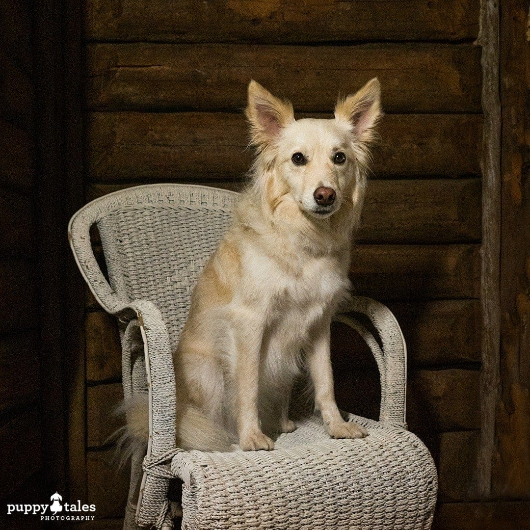 Border Collie x sitting in a chair, photographed using external lighting