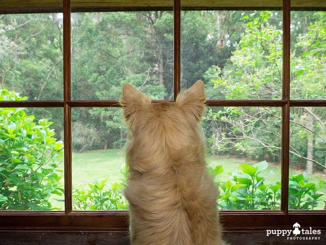 Border Collie dog looking out the window, photographed using external lighting