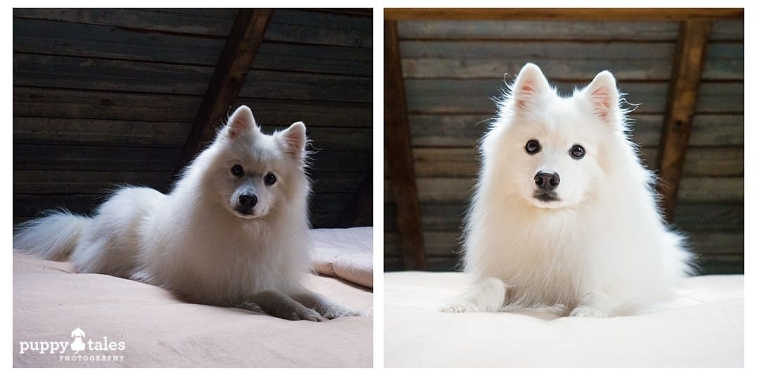 A Japanese Spitz dog photographed indoors with & without a flash