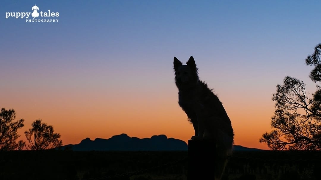 dog silhouette looking at sunset