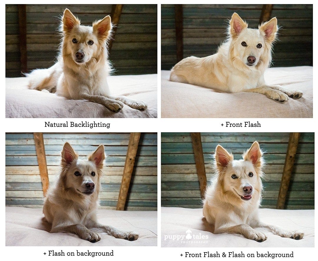 Comparing natural lighting & different positions of flashes in dog photos - front flash; background flash; front flash & background flash