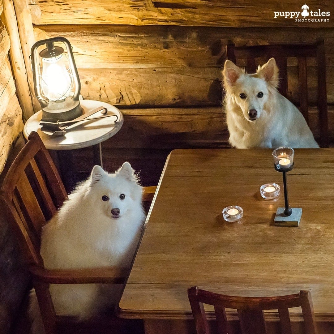 Two dogs photographed sitting up at the table in a dark room to show the effect of a lamp externally lighting them