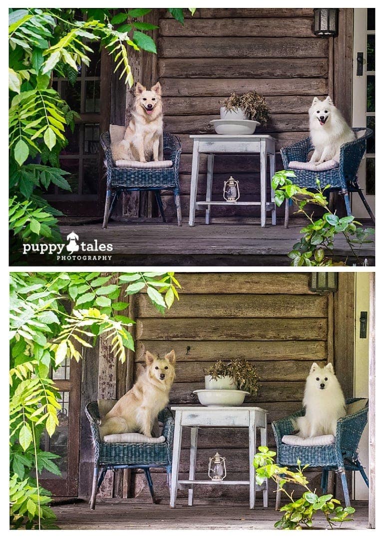 two dogs sitting on chairs captured with and without external lighting for comparison