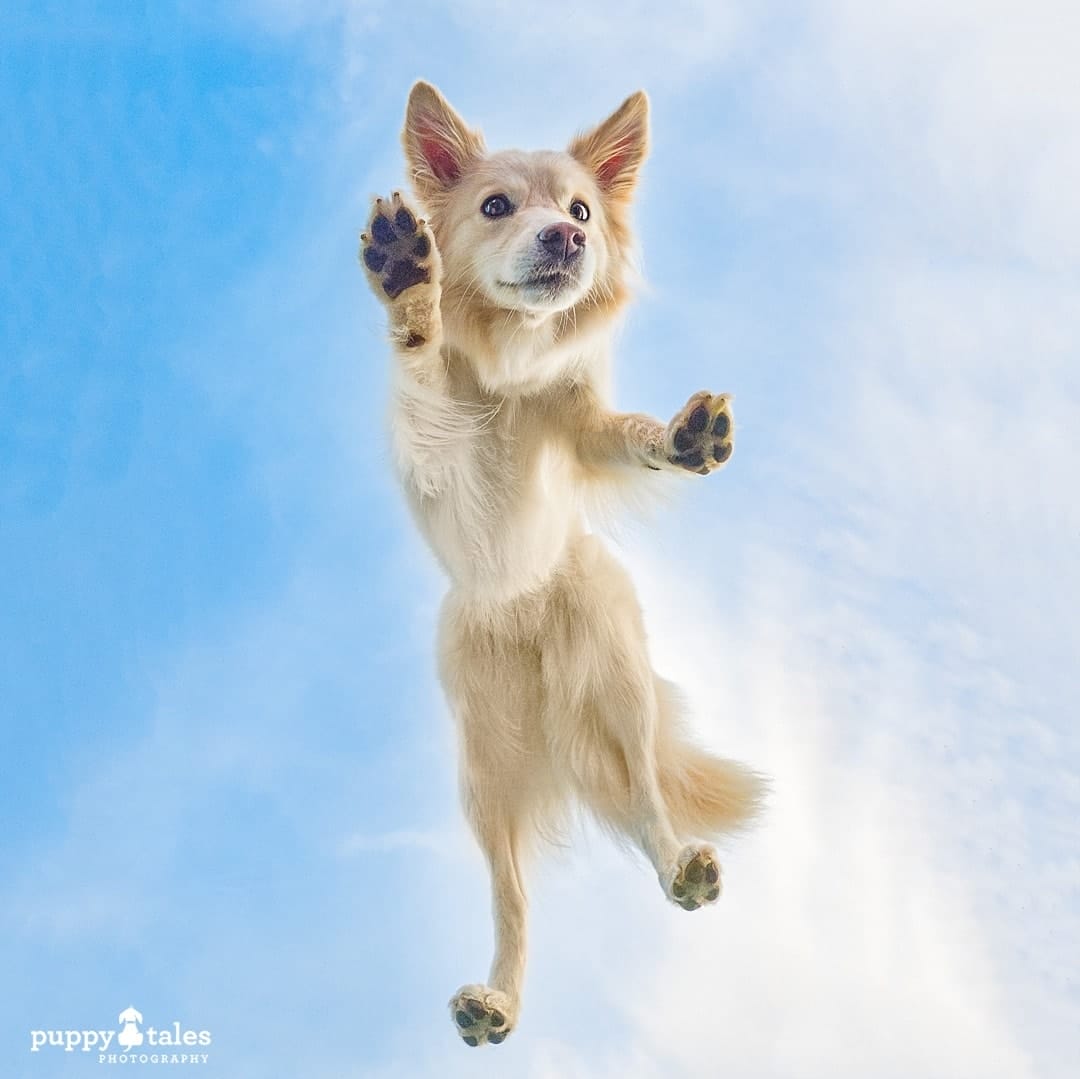 creative Border Collie photo walking on air