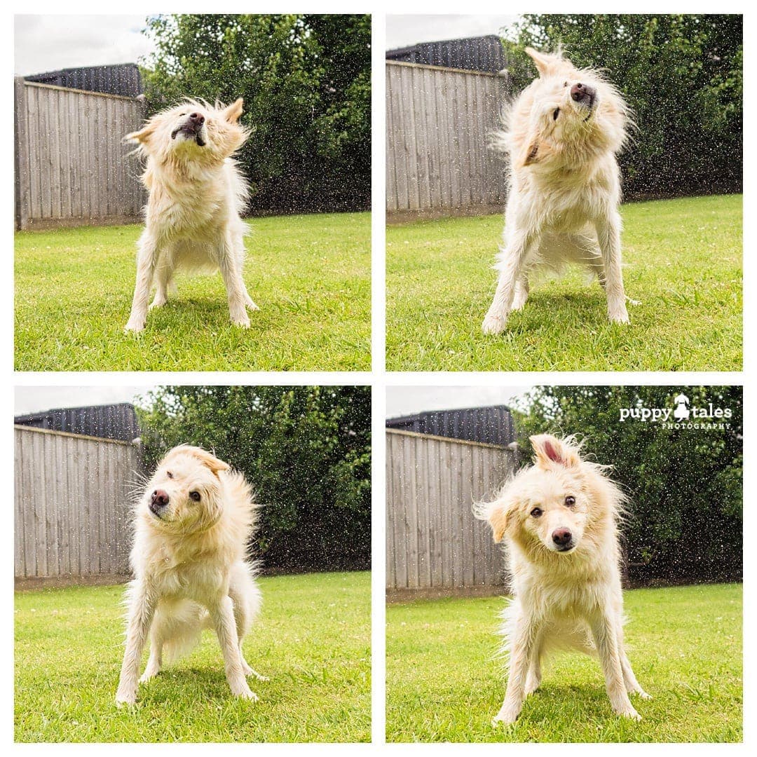 photo collage of an adorable dog shaking off water