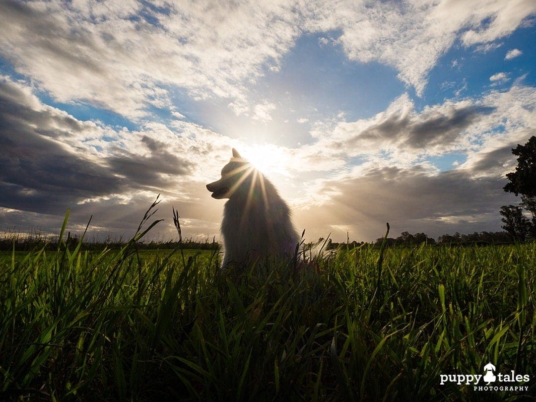 Silhouette of a dog sitting on a field with sunburst on the sky