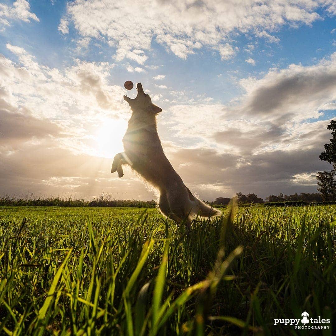 dog jumping to catch the ball