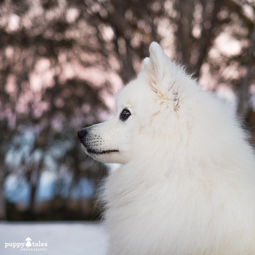 Japanese Spitz side view portrait