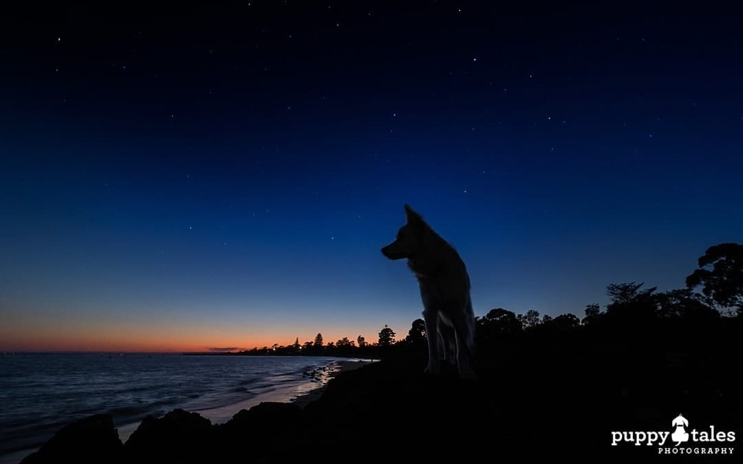 night sky and dog silhouette