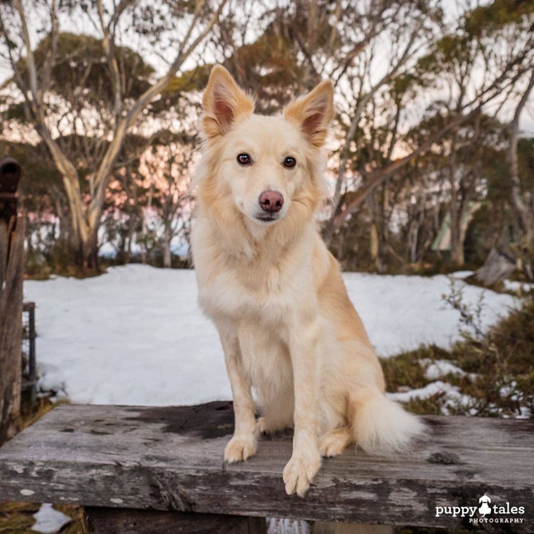 Border Collie dog sitting on a plank with snowy ground on the background