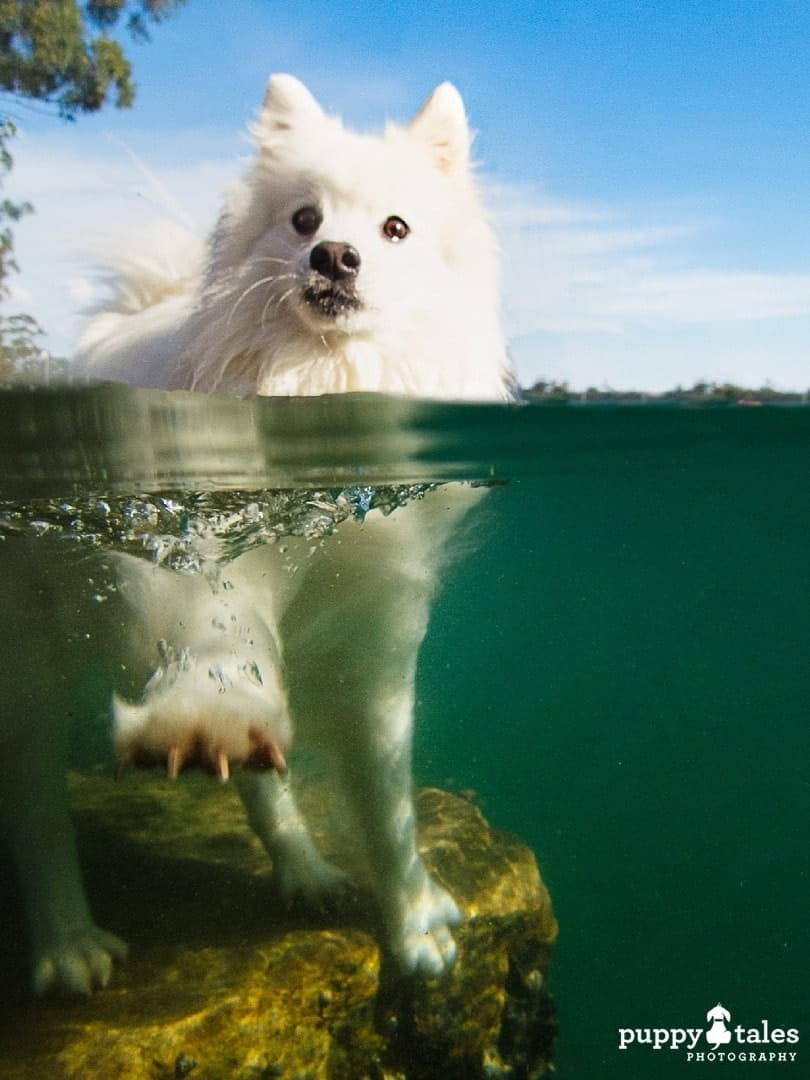 Japanese Spitz on a calm water