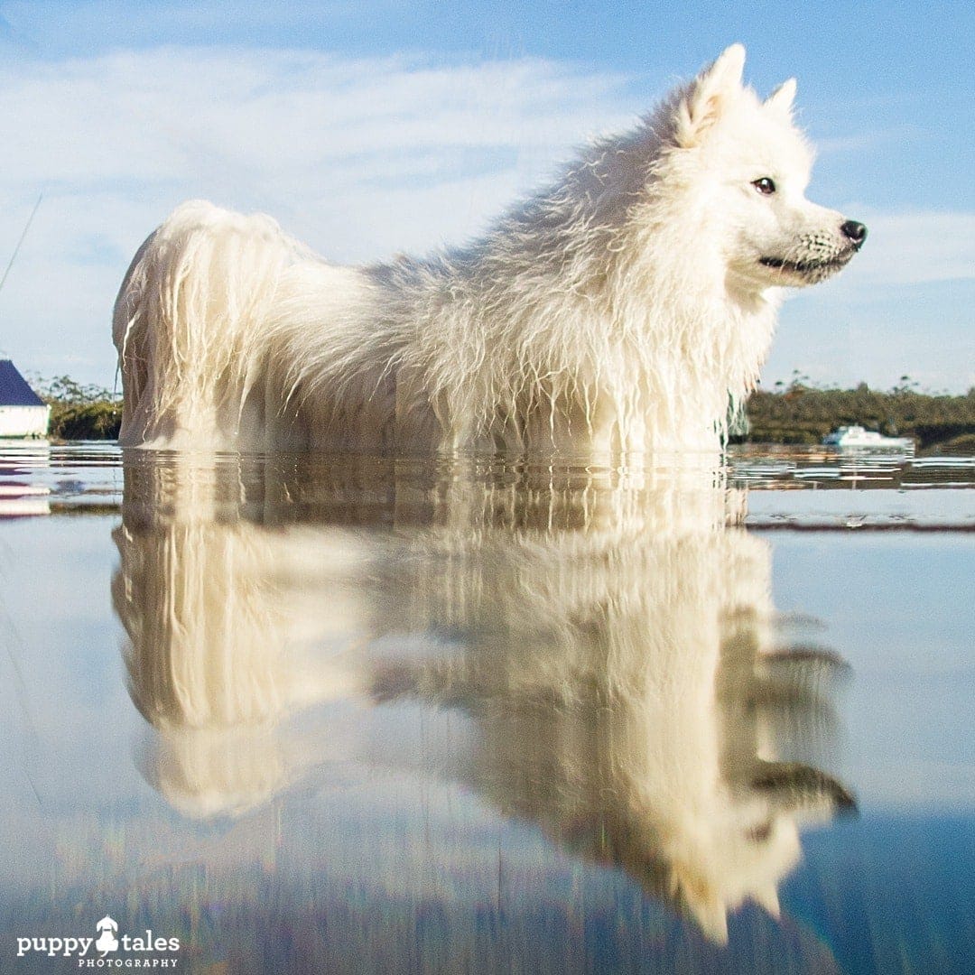 Japanese Spitz dog water reflection