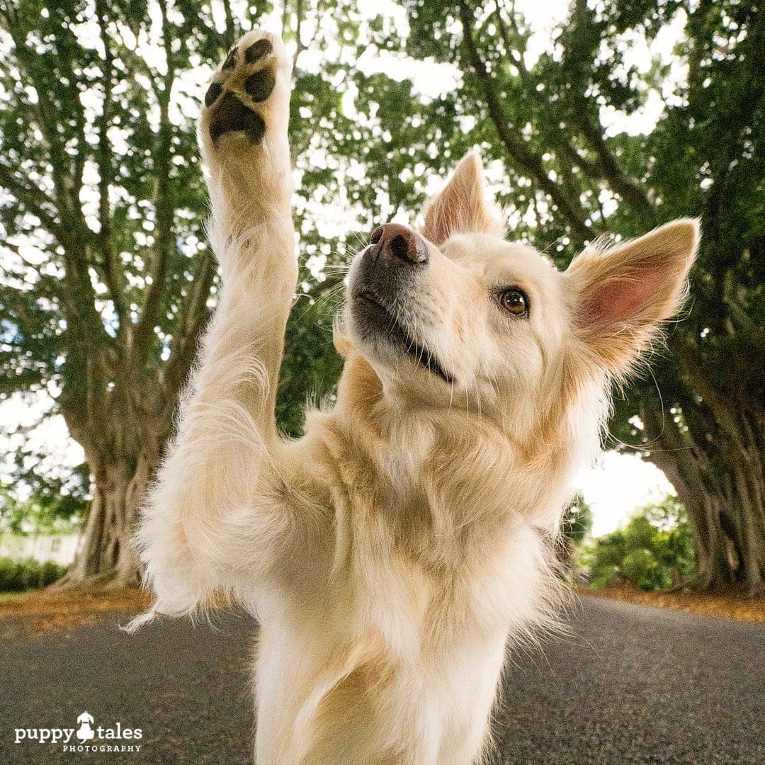 Border Collie dog reaching upward with trees on the background