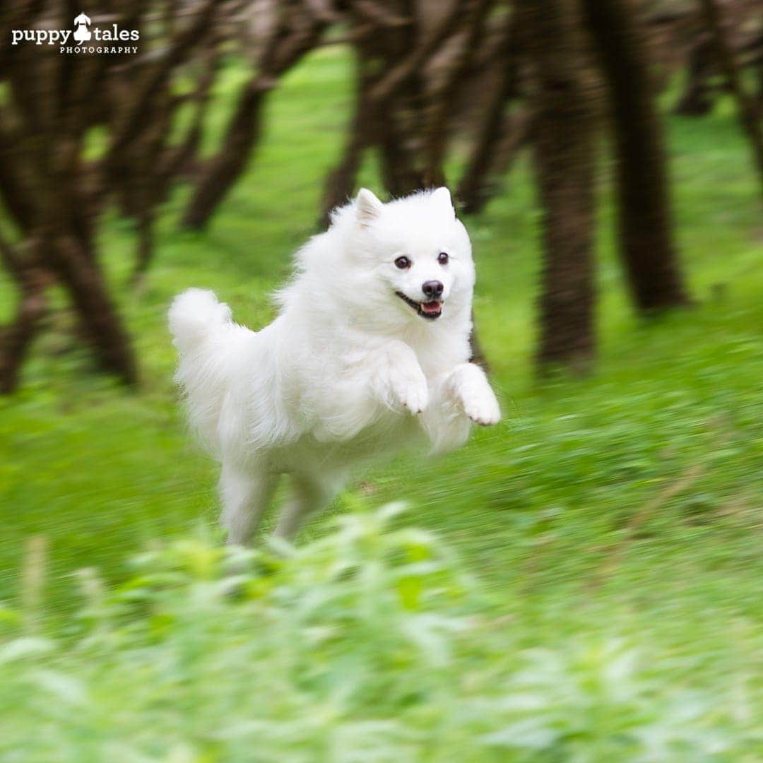 white Japanese Spitz jumping over the grass