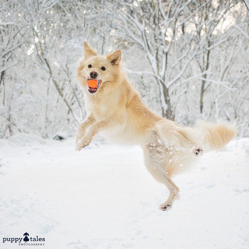 Border Collie dog catching a ball in the snow