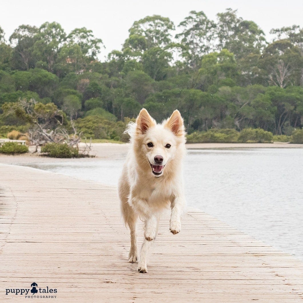 Border Collie dog running beside river