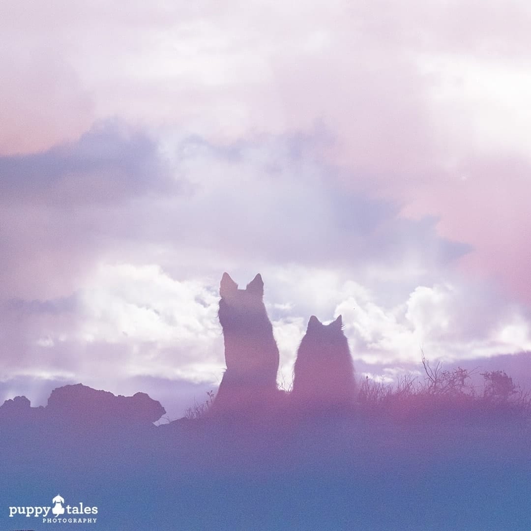 silhouettes of two dogs with dreamy effect