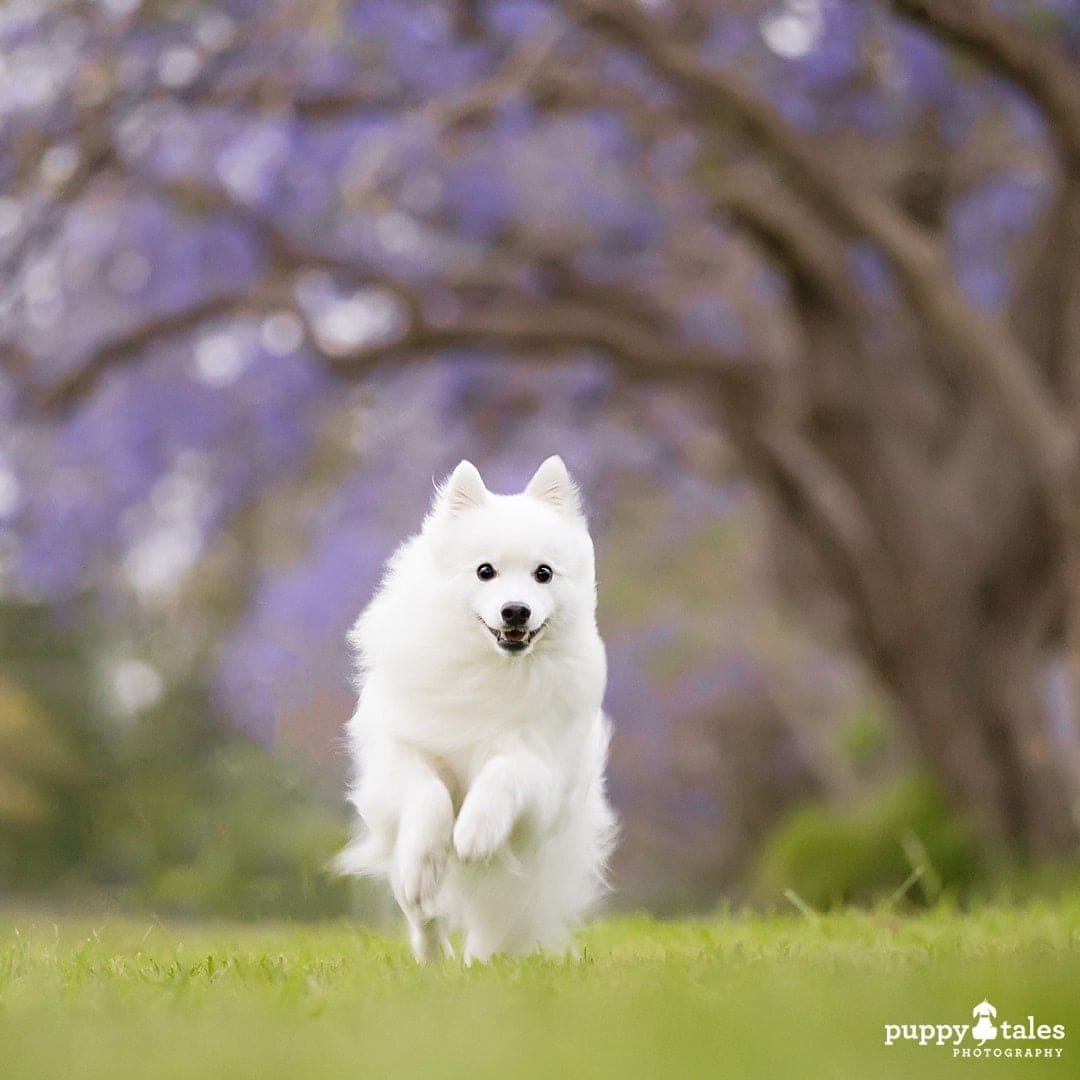 white Japanese Spitz dog running in the garden