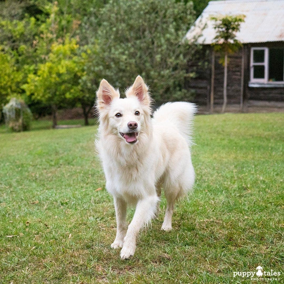 candid photo of a Border Collie in the garden