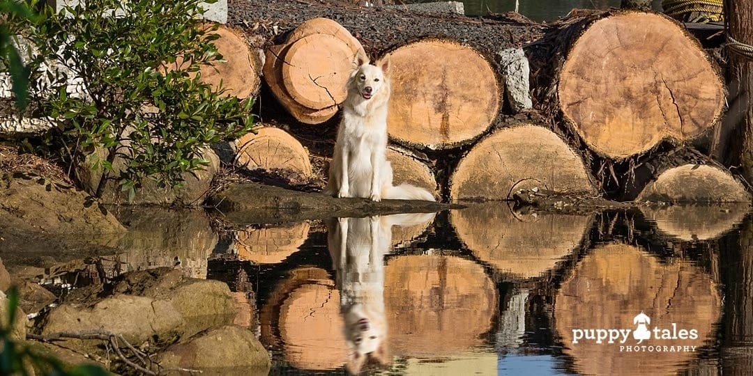 Border Collie dog sitting in front of a calm body of water