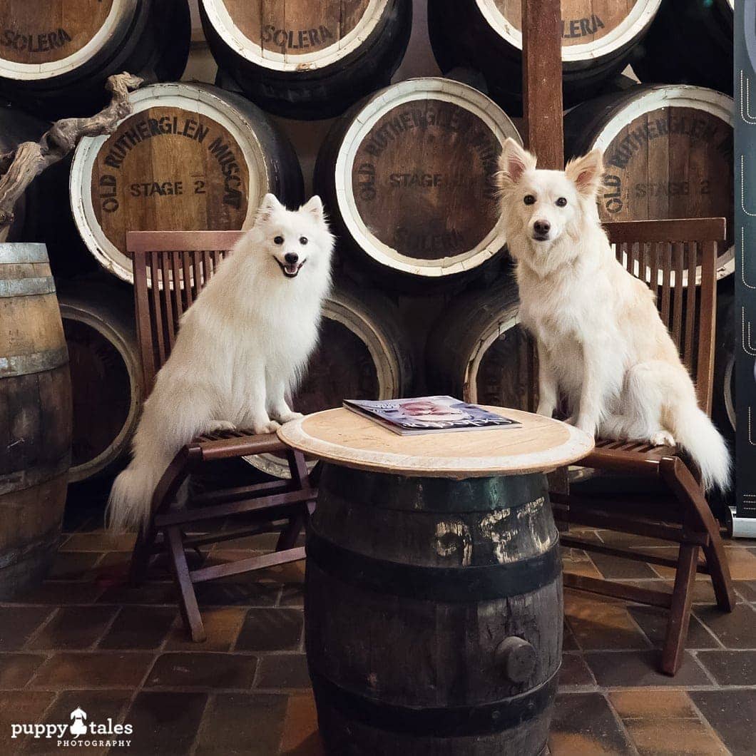 two dogs sitting on top of wooden chairs at a winery
