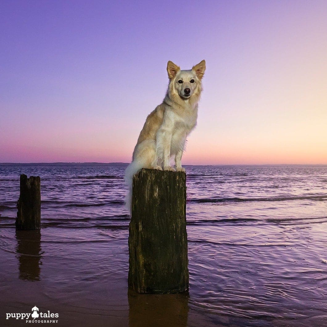 This beautiful sunrise photo of a dog was created through using external lighting and creative colour balance