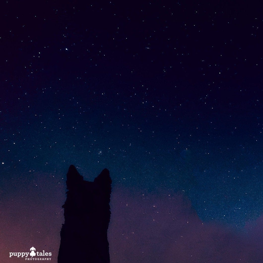 dog silhouette with a starry backdrop