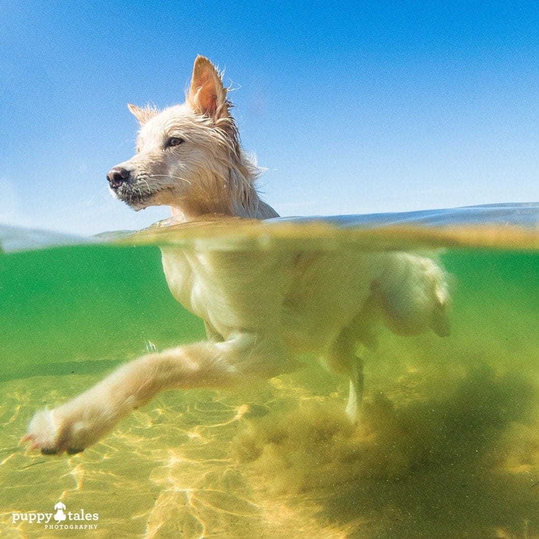 Border Collie dog swimming