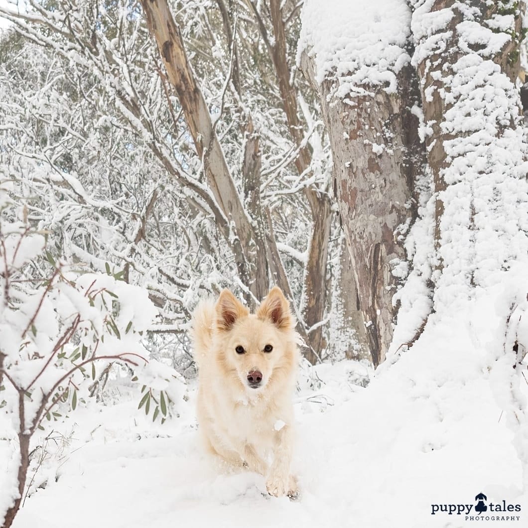 Border Collie action photo in the snow