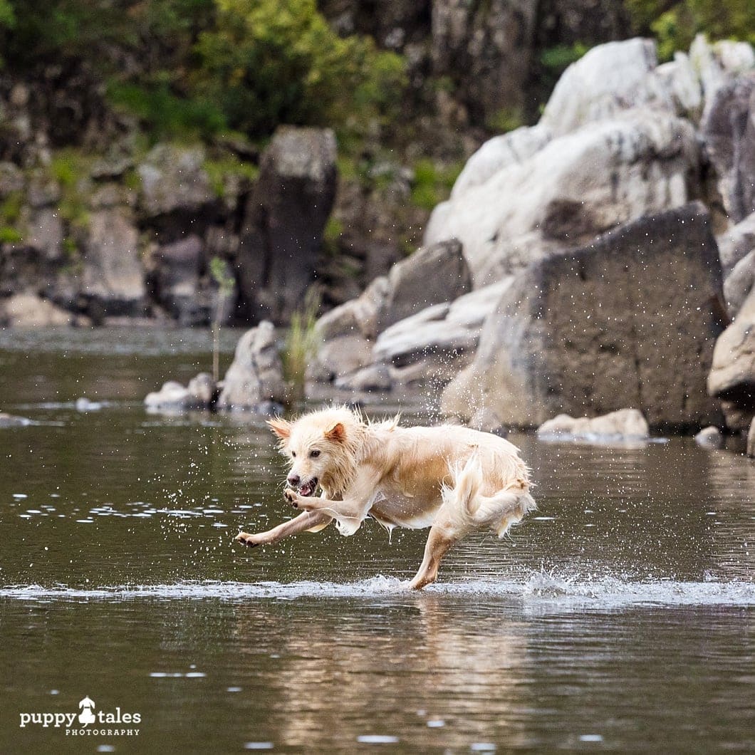 action photo of a dog playing in the water