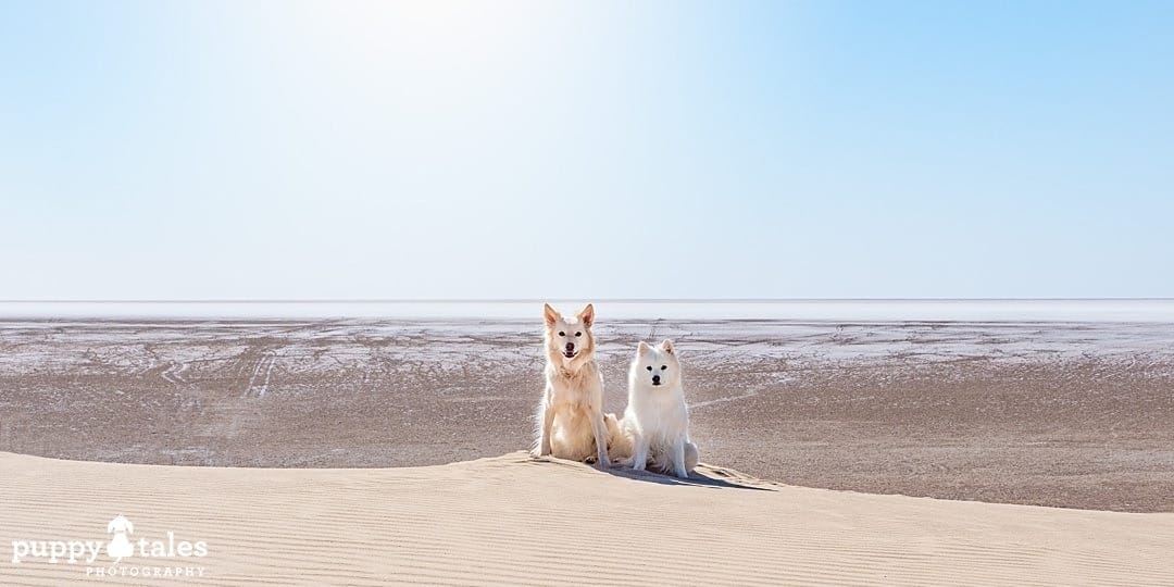 two dogs posing for the camera at Lake Eyre