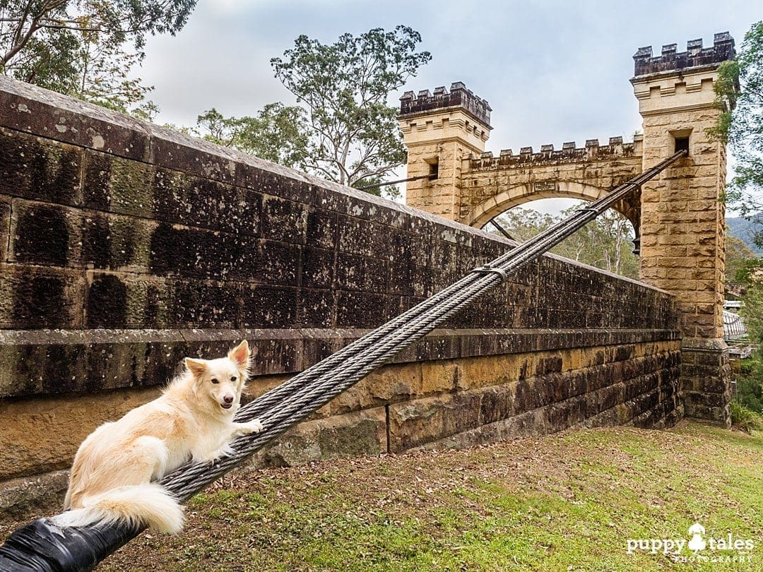 a Border Collie sitting on top of Kangaroo Valley Historic Bridge cables