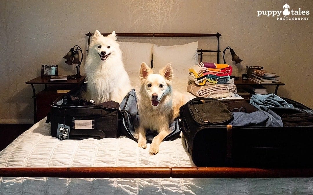 dogs sitting on a bed with suitcases