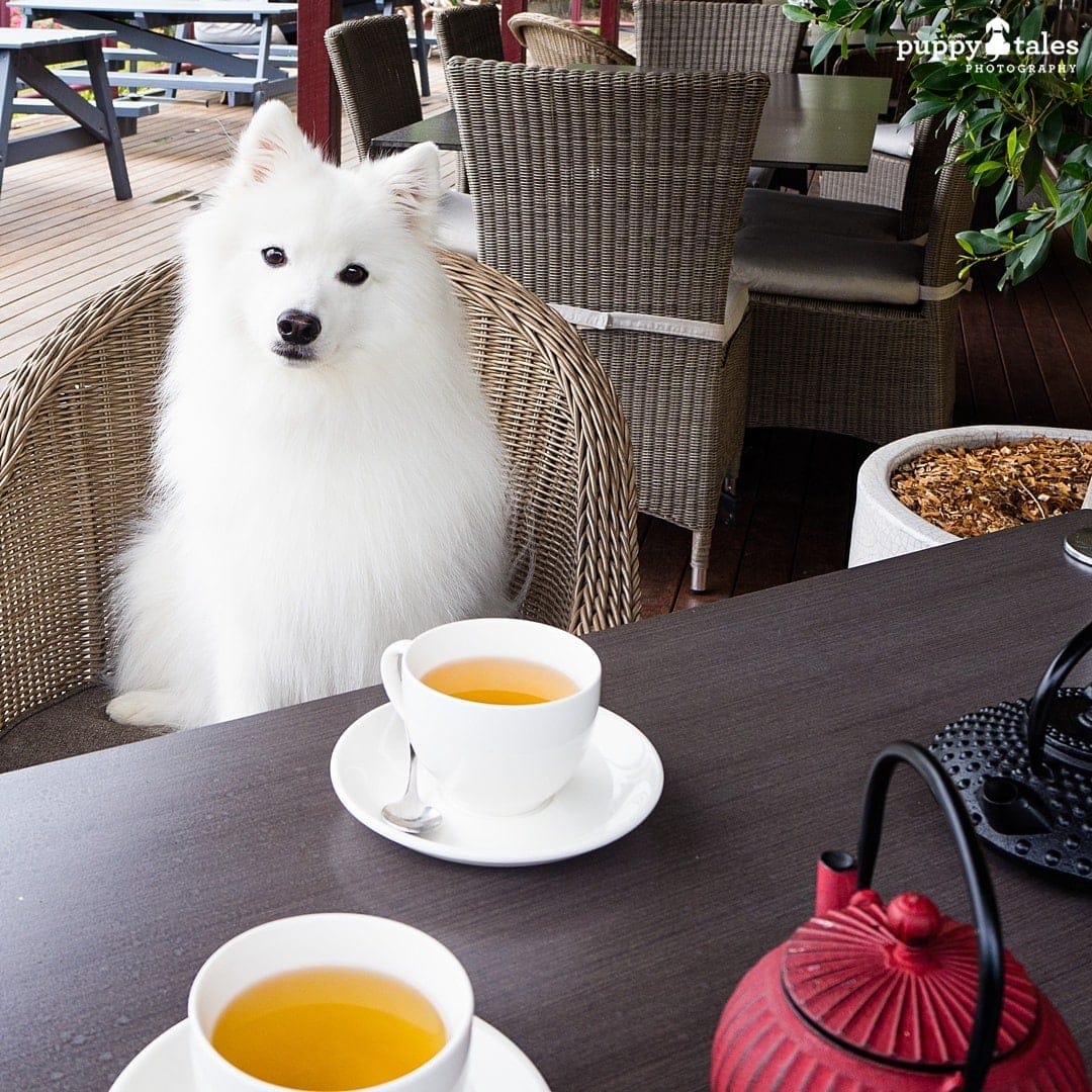 a white Japanese Spitz sitting on a chair next to a cup of tea